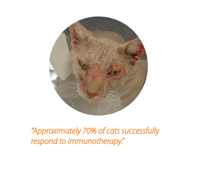Approximately 20% of cats successfully respond to immuotherapy.