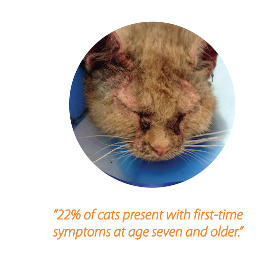 22% of cats present with first-time symptoms at age seven and older.