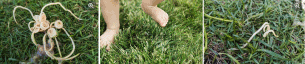 parasites in the yard