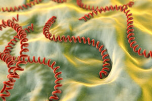 Leptosporosis Bacteria