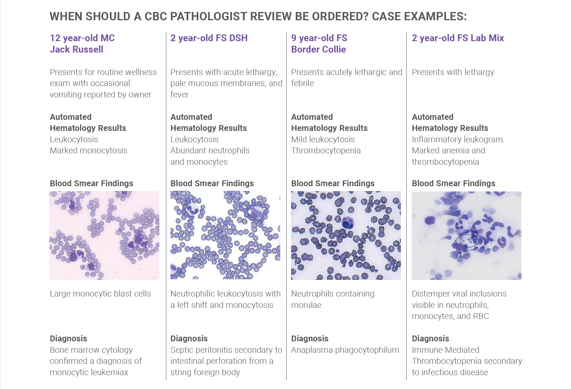 12 year-old MC Jack RussellPresents for routine wellness exam with occasional vomiting reported by ownerAutomated Hematology ResultsLeukocytosisMarked monocytosis2 year-old FS DSHPresents with acute lethargy, pale mucous membranes, and feverAutomated Hematology ResultsLeukocytosis Abundant neutrophils and monocytes9 year-old FS Border ColliePresents acutely lethargic and febrileAutomated Hematology Results Mild leukocytosisThrombocytopenia2 year-old FS Lab MixPresents with lethargyAutomated Hematology ResultsInflammatory leukogram.Marked anemia and thrombocytopeniaBlood Smear Findings Blood Smear Findings Blood Smear Findings Blood Smear Findings Large monocytic blast cellsDiagnosisBone marrow cytology confirmed a diagnosis of monocytic leukemiaNeutrophilic leukocytosis with a left shift and monocytosisDiagnosisSeptic peritonitis secondary to intestinal perforation from a string foreign bodyNeutrophils containing morulaeDiagnosisAnaplasma phagocytophilumDistemper viral inclusions visible in neutrophils, monocytes, and RBCDiagnosisImmune-Mediated Thrombocytopenia secondary to infectious disease