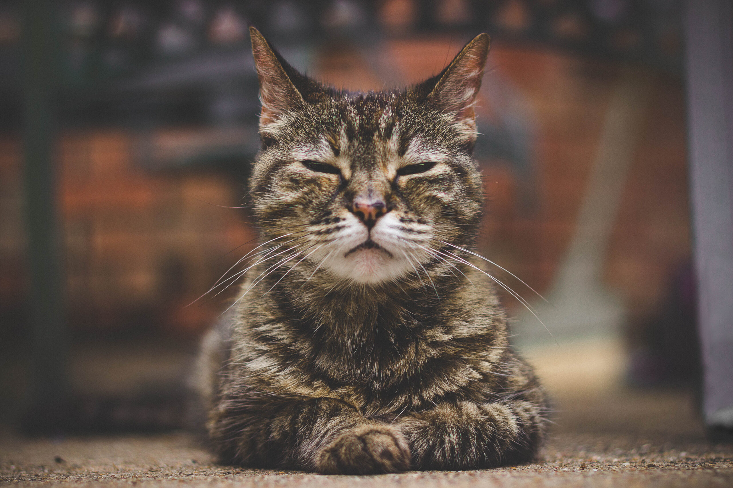 Back to Baseline: PU/PD and Weight Loss in a Domestic Shorthair Cat
